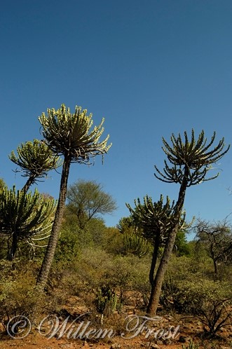 Euphorbia cooperi Euphorbia cooperi