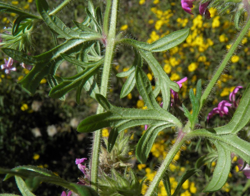 Glandularia chiricahensis