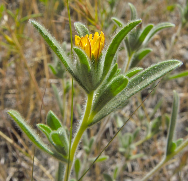 Lagophylla ramosissima ssp. ramosissima