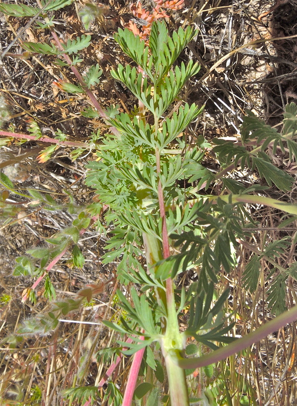 Poteridium annuum
