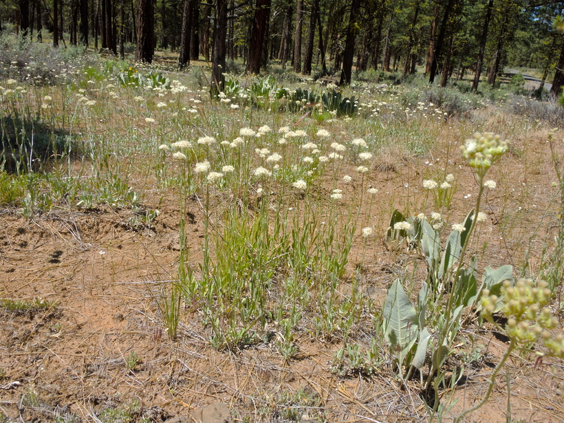 Antennaria argentea