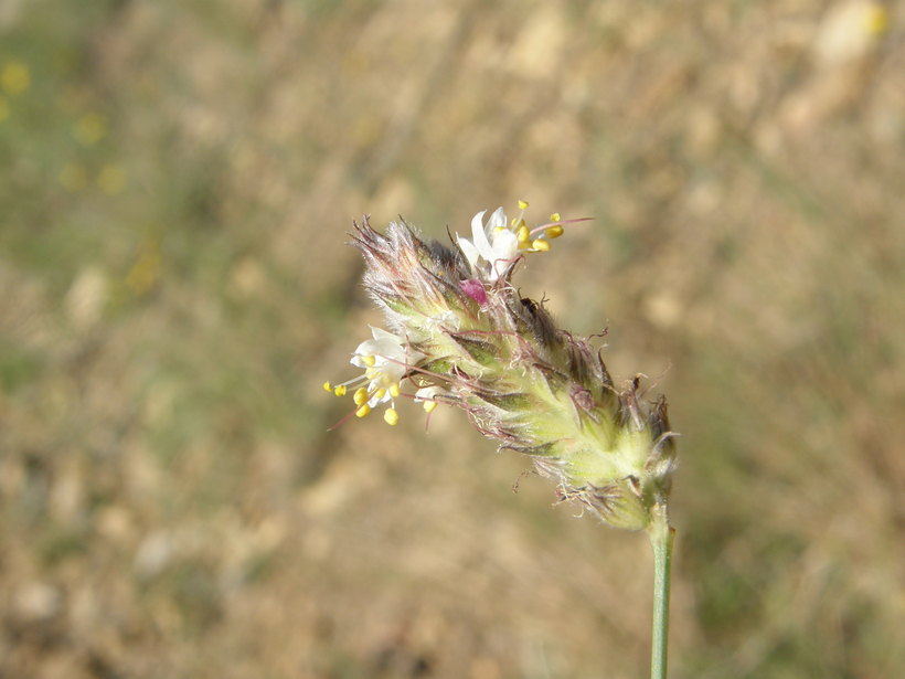 Dalea grayi