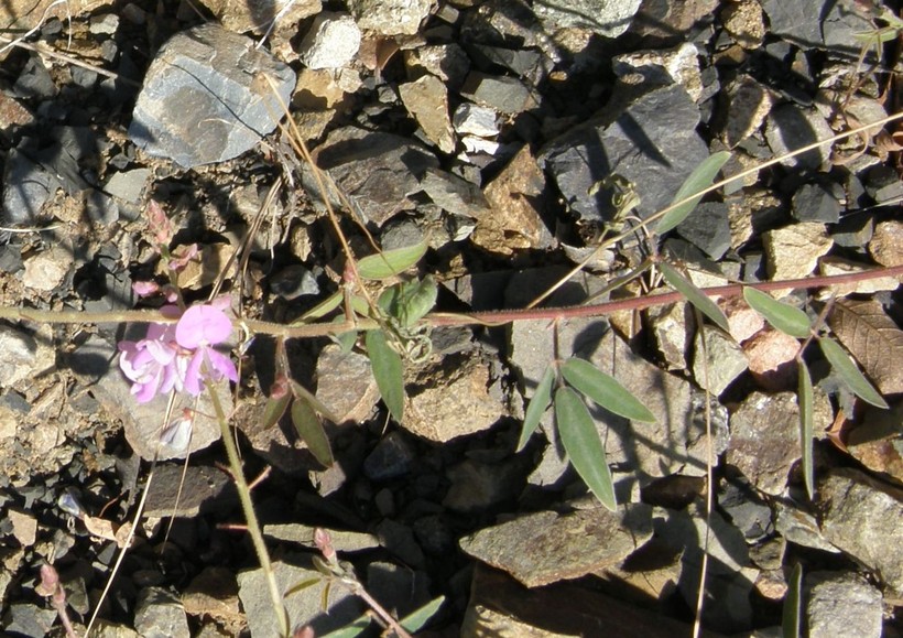 Desmodium batocaulon