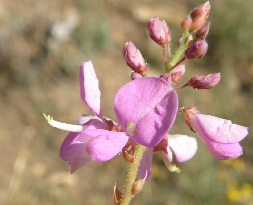 Desmodium batocaulon