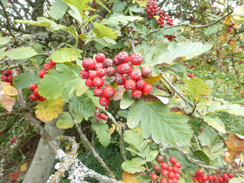 Sorbus x hybrida