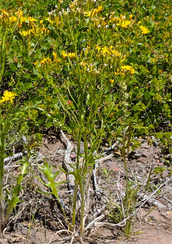 Crepis runcinata