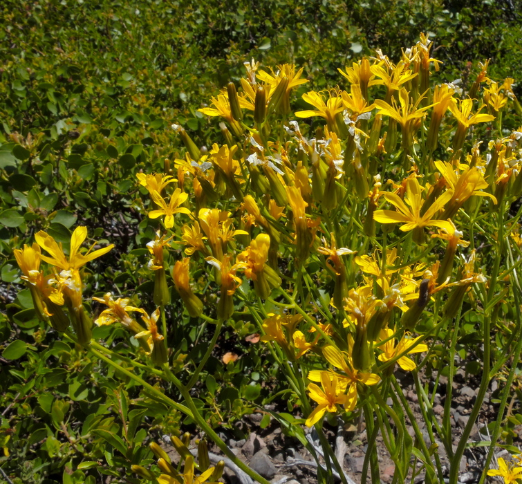 Crepis runcinata