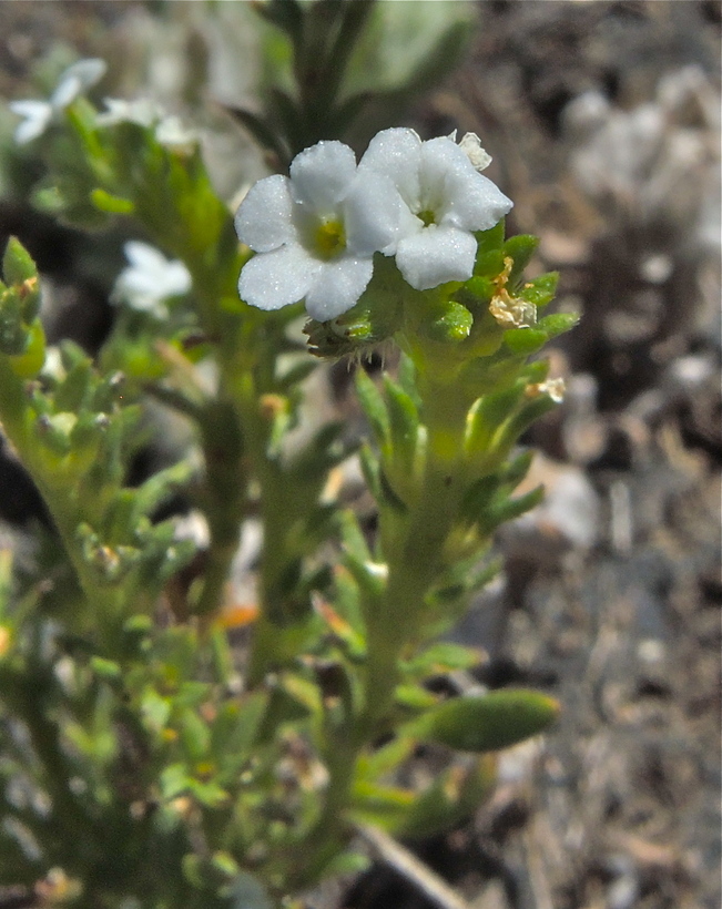 Plagiobothrys bracteatus