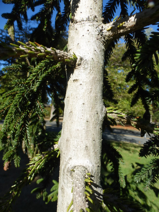 Picea orientalis