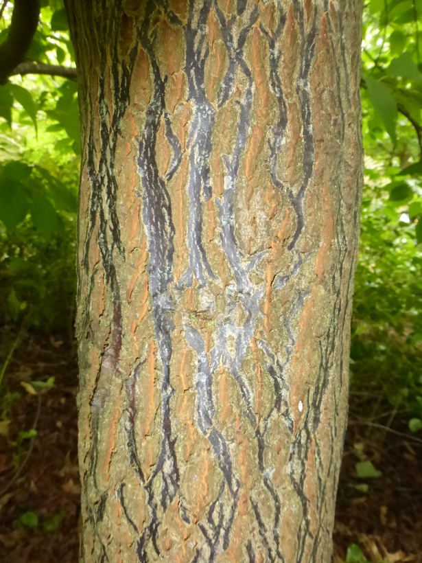 Halesia tetraptera