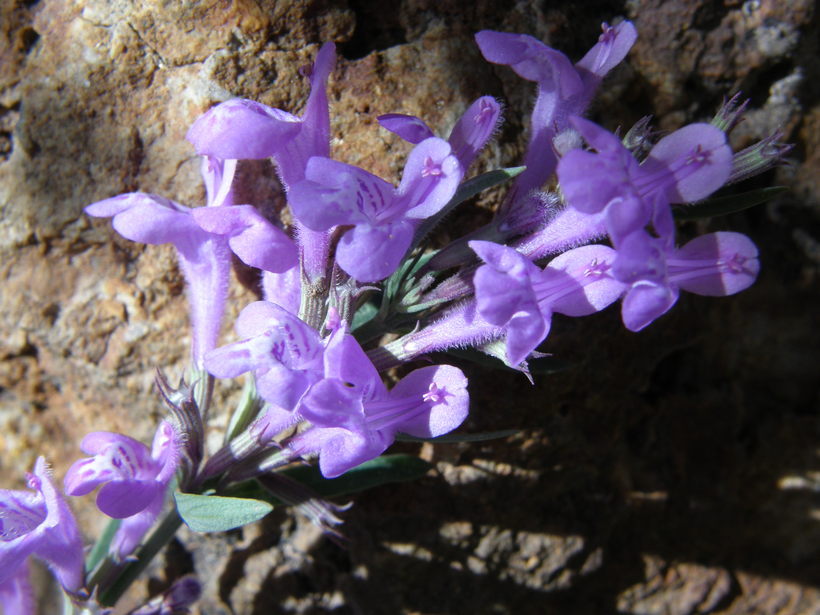 Hedeoma hyssopifolia