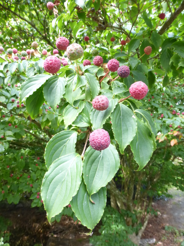 Cornus kousa