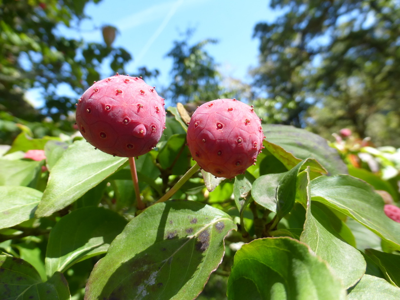 Cornus kousa