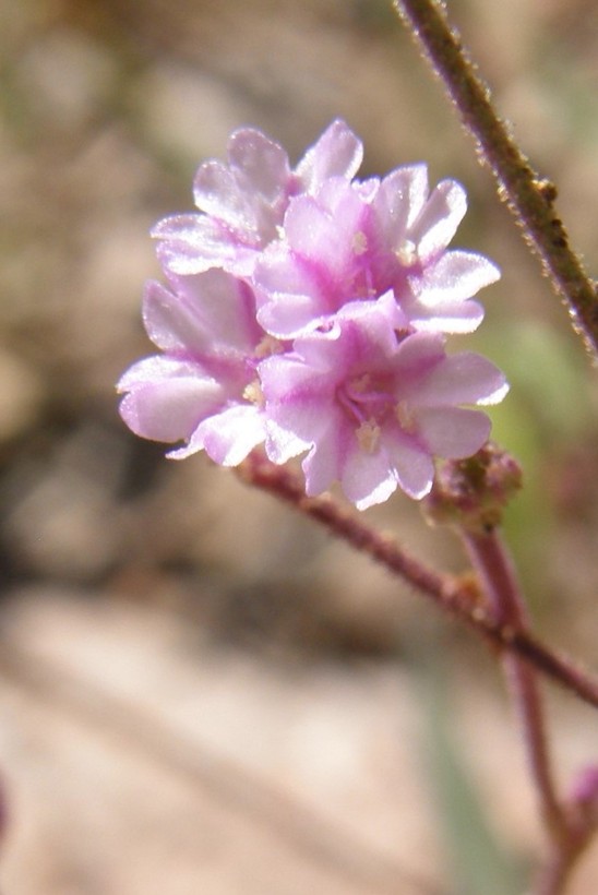 Boerhavia purpurascens Boerhavia purpurascens