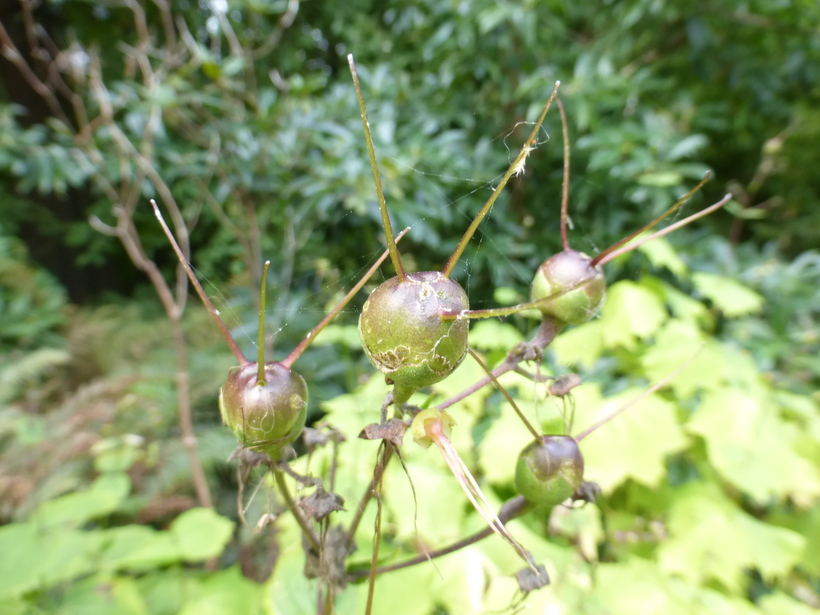 Kirengeshoma palmata