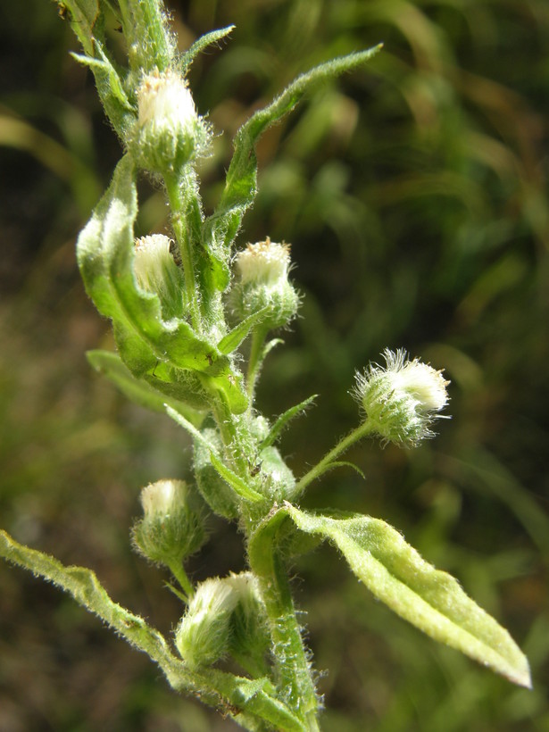 Laennecia schiedeana