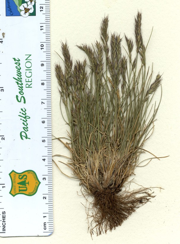 Festuca brachyphylla ssp. coloradoensis