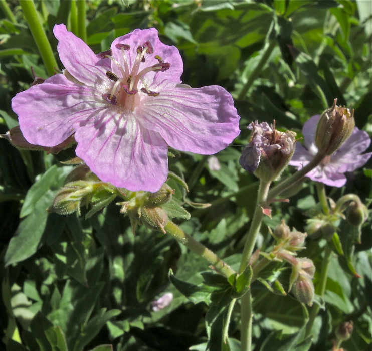 Geranium oreganum