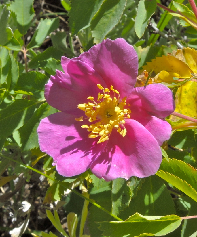 Rosa pisocarpa ssp. ahartii
