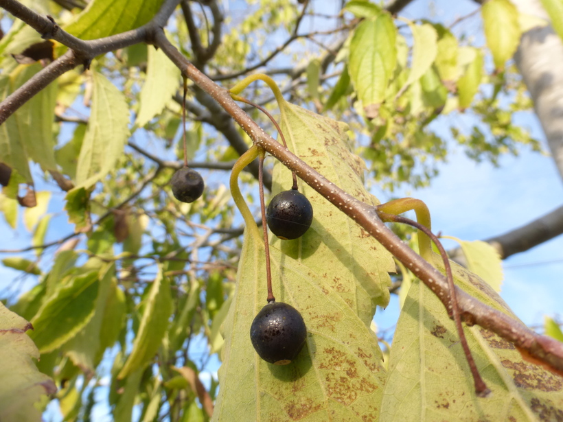 Celtis occidentalis