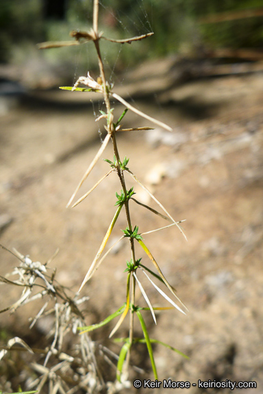 Leptosiphon floribundus ssp. hallii