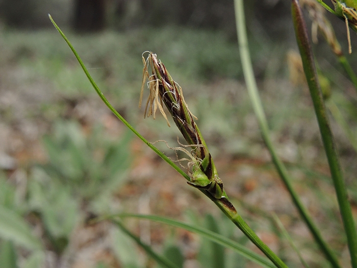 Carex xerophila Carex xerophila