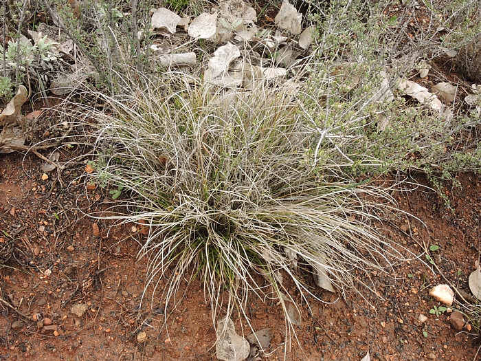 Carex xerophila Carex xerophila