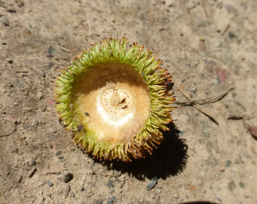 Quercus bicolor