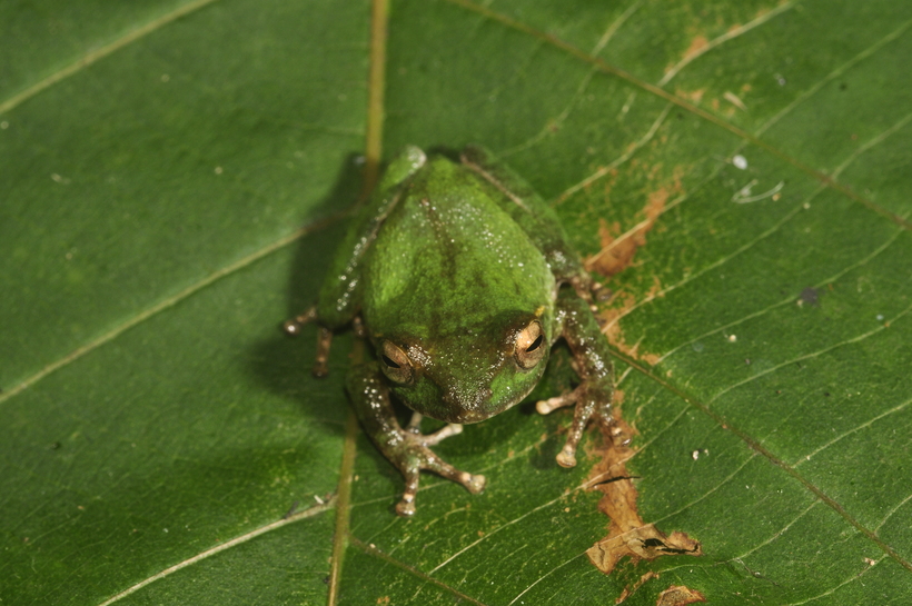 Pseudophilautus stuarti Pseudophilautus stuarti