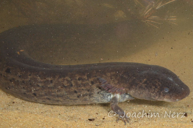 Siren lacertina Siren lacertina