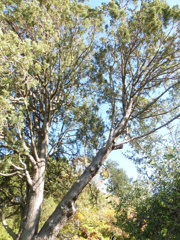 Juniperus deppeana var. pachyphlaea