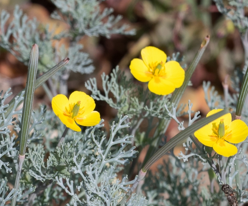 Eschscholzia ramosa Eschscholzia ramosa