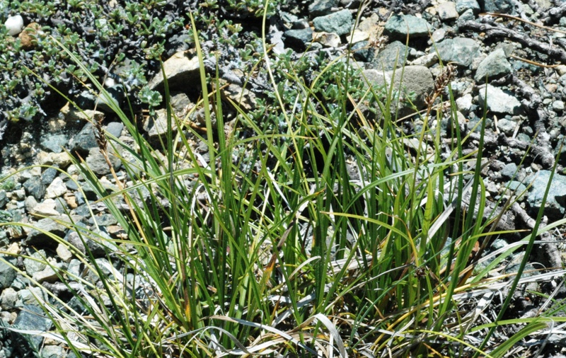 Carex serpenticola