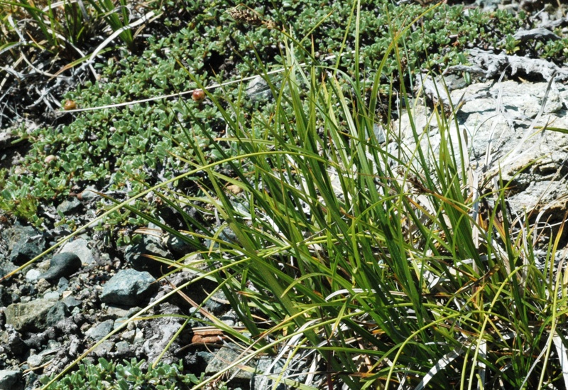 Carex serpenticola