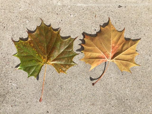 platanus occidentalis leaf