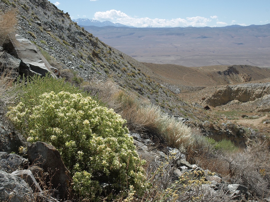 Hecastocleis shockleyi