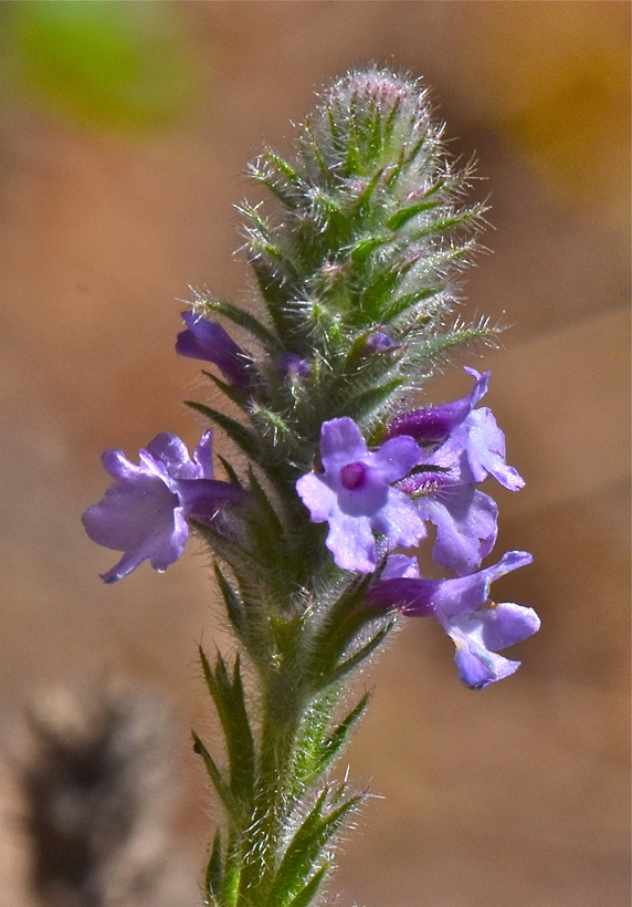 Verbena lasiostachys var. lasiostachys