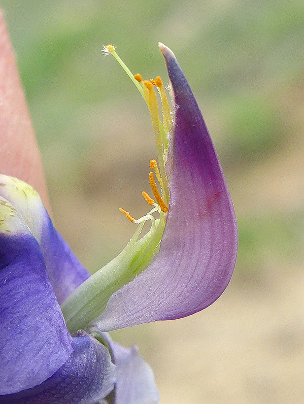 Lupinus excubitus var. austromontanus Lupinus excubitus var. austromontanus