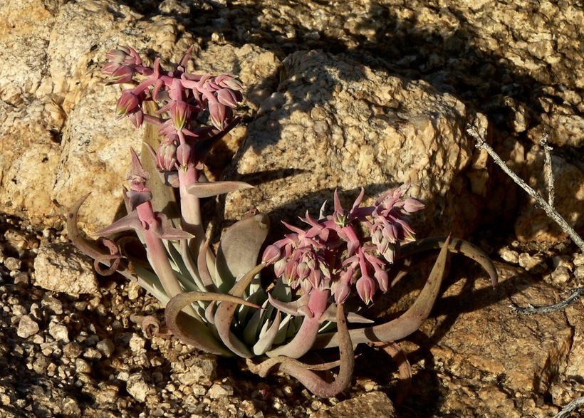 Dudleya saxosa