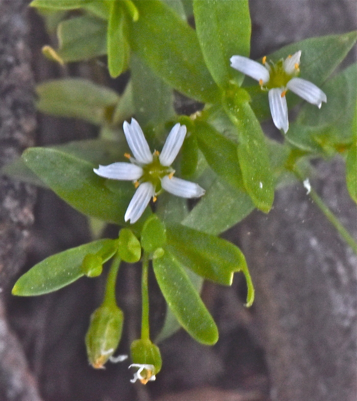 Hartmaniella sierrae