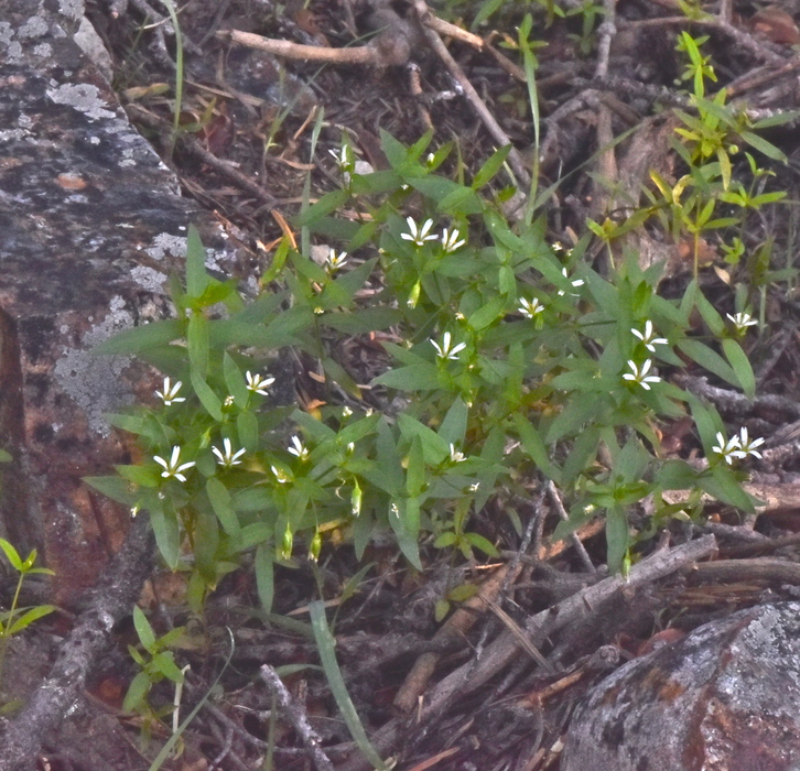 Hartmaniella sierrae