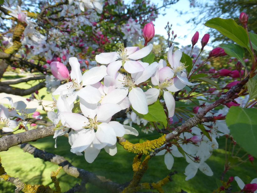 Malus arnoldiana
