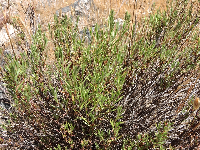Polygonum bolanderi Polygonum bolanderi