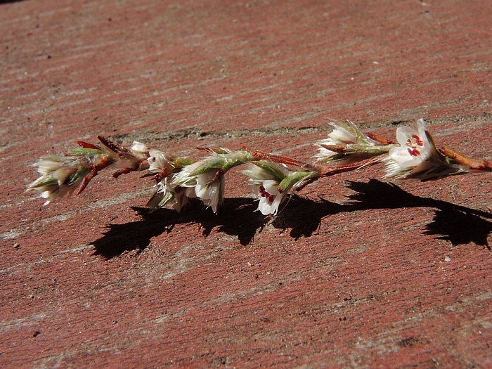 Polygonum bolanderi Polygonum bolanderi