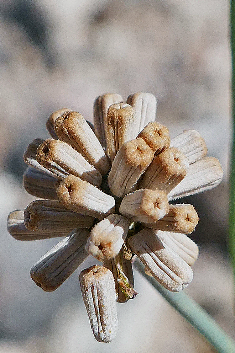 Atrichoseris platyphylla Atrichoseris platyphylla