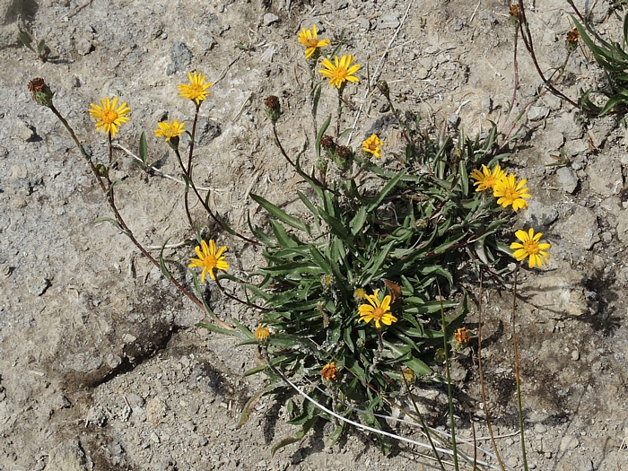 Pyrrocoma lanceolata var. lanceolata Pyrrocoma lanceolata var. lanceolata