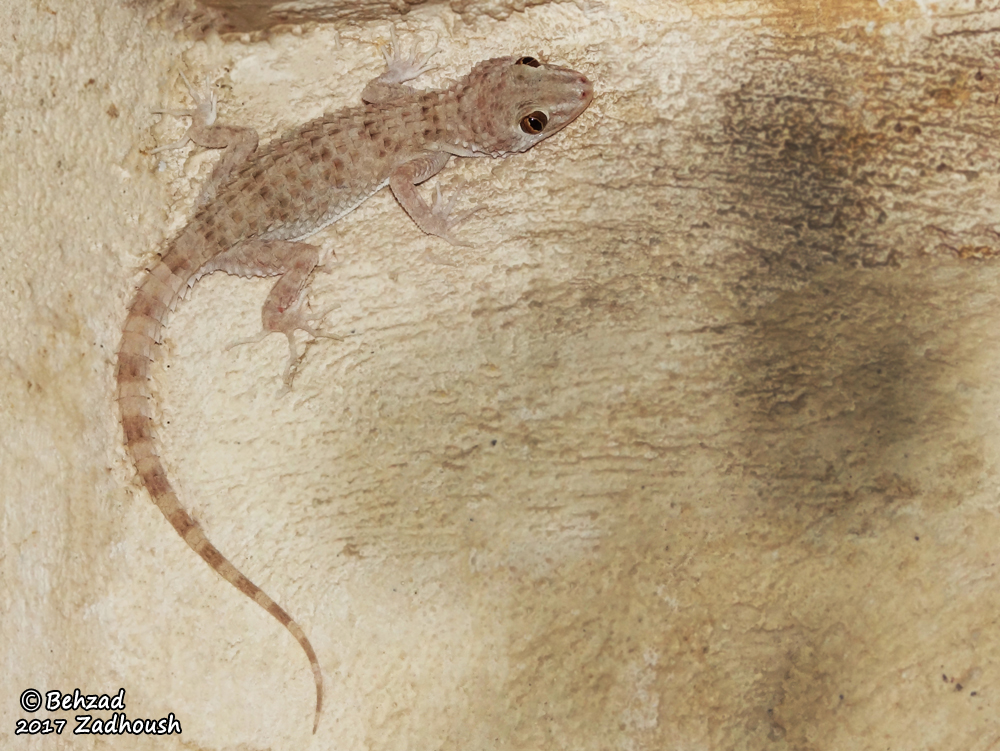 Tenuidactylus caspius Tenuidactylus caspius