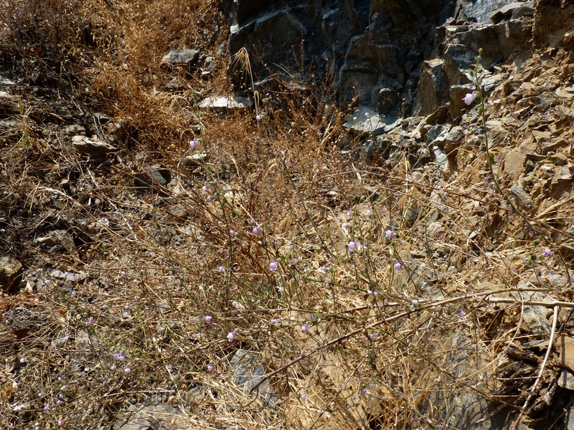 Antirrhinum cornutum