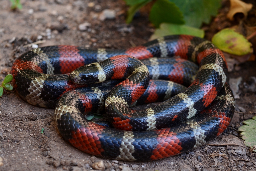 Lampropeltis polyzona