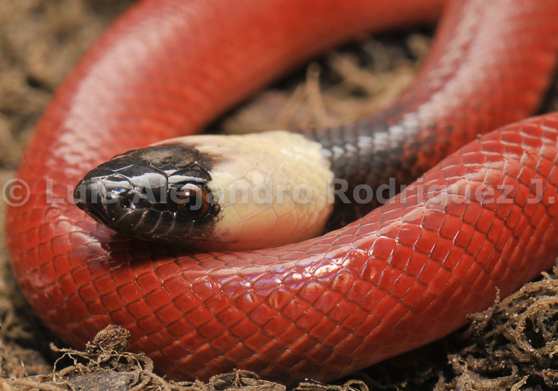 Pseudoboa neuwiedii Pseudoboa neuwiedii